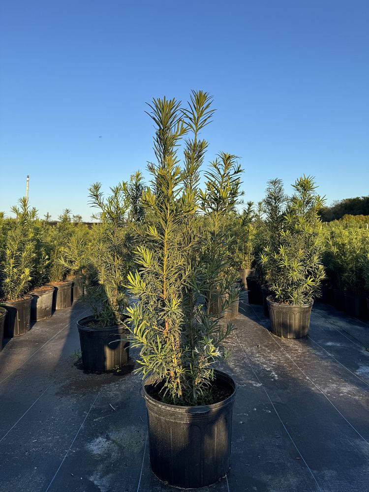 podocarpus-macrophyllus-maki-japanese-yew