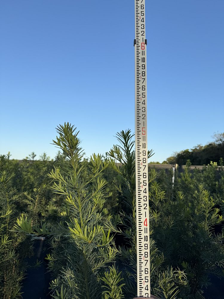 podocarpus-macrophyllus-maki-japanese-yew
