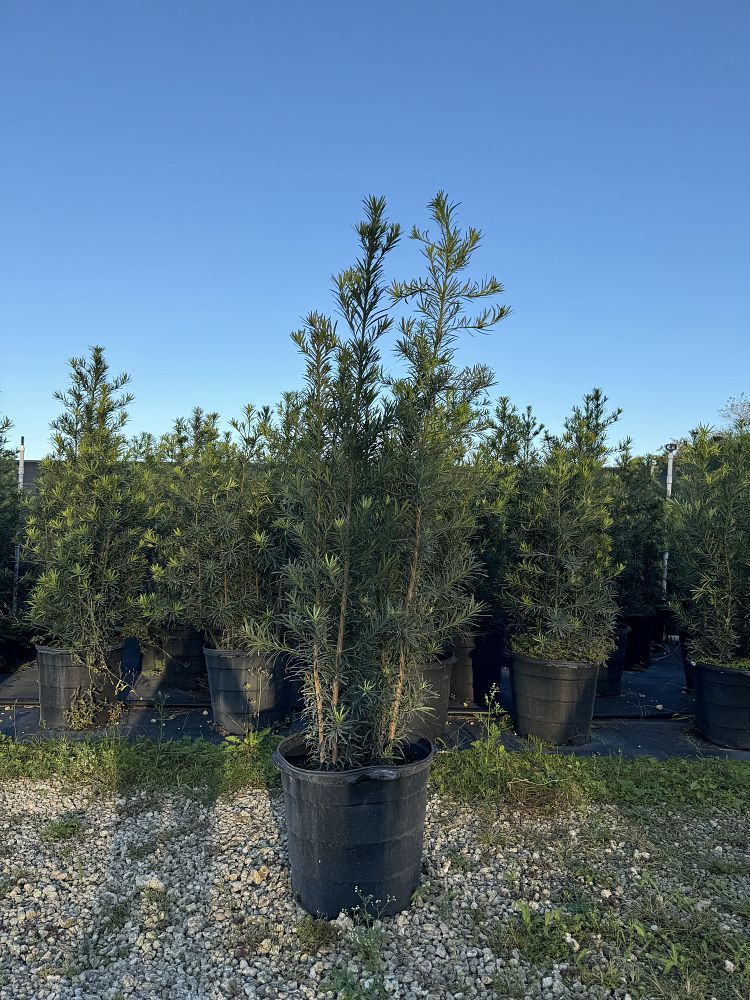 podocarpus-macrophyllus-maki-japanese-yew