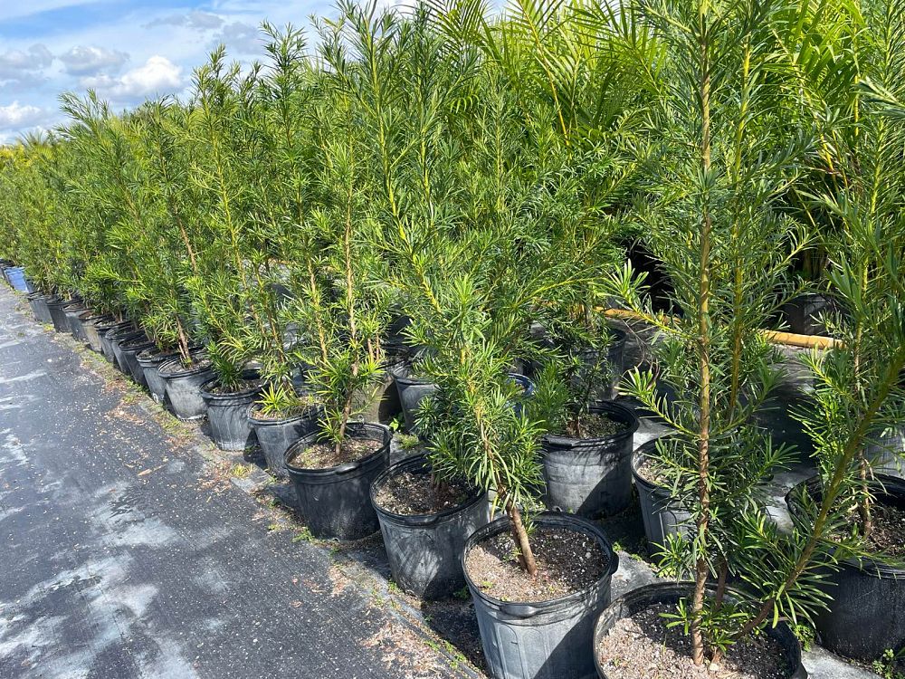 podocarpus-macrophyllus-maki-japanese-yew