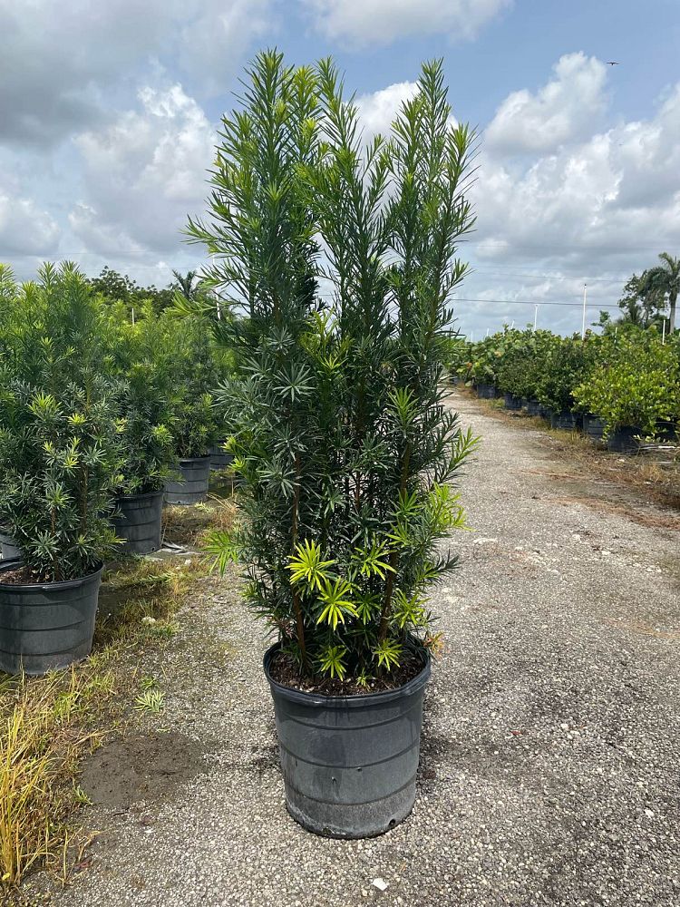 podocarpus-macrophyllus-maki-japanese-yew