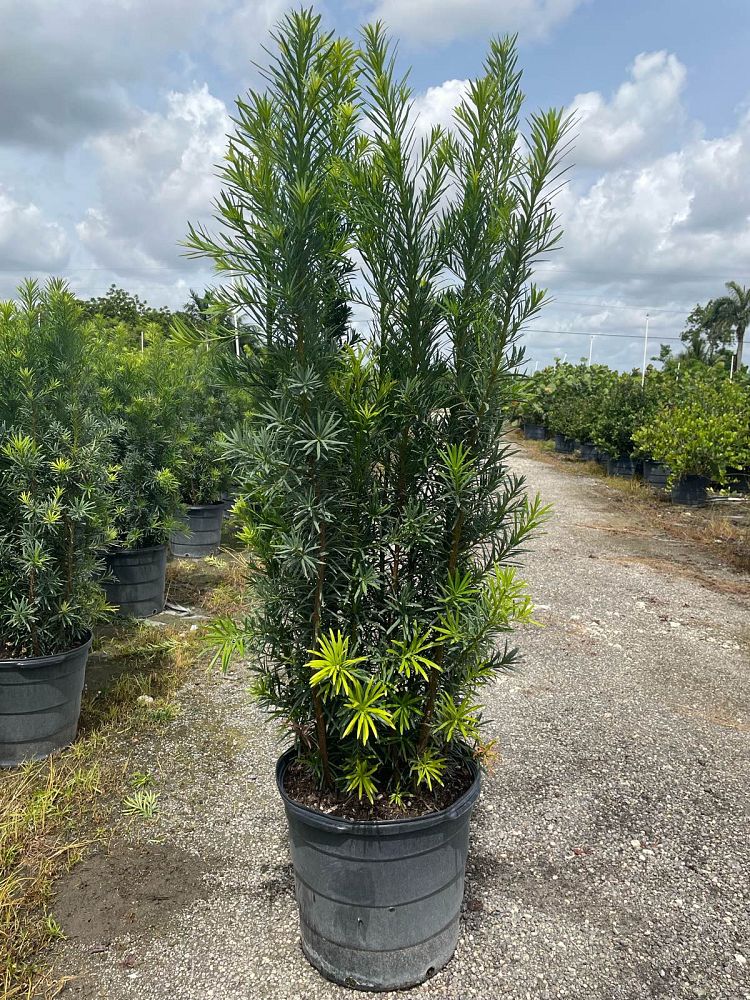 podocarpus-macrophyllus-maki-japanese-yew