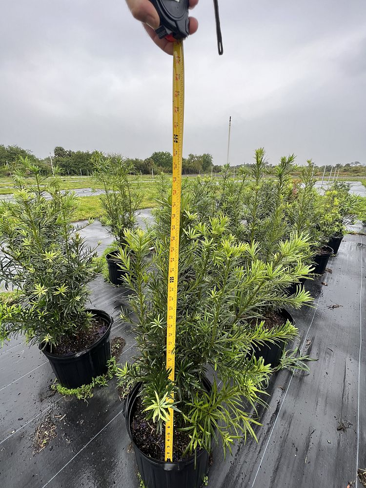 podocarpus-macrophyllus-maki-japanese-yew