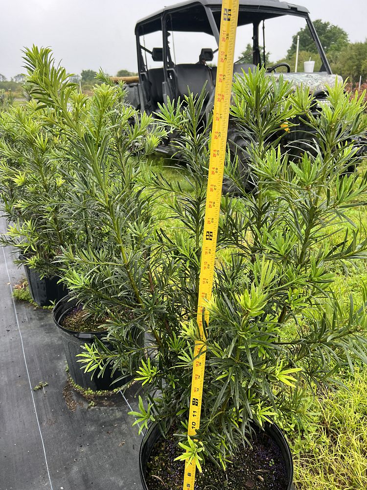 podocarpus-macrophyllus-maki-japanese-yew