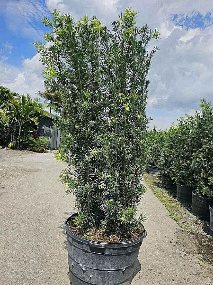 podocarpus-macrophyllus-maki-japanese-yew