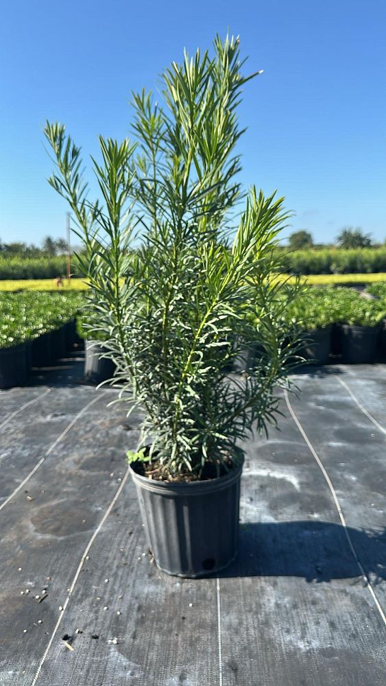 podocarpus-macrophyllus-maki-japanese-yew