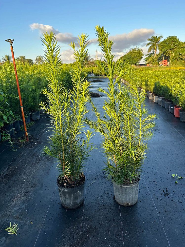 podocarpus-macrophyllus-maki-japanese-yew