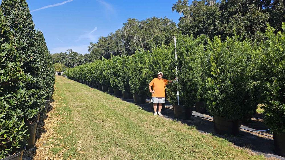 podocarpus-macrophyllus-maki-japanese-yew