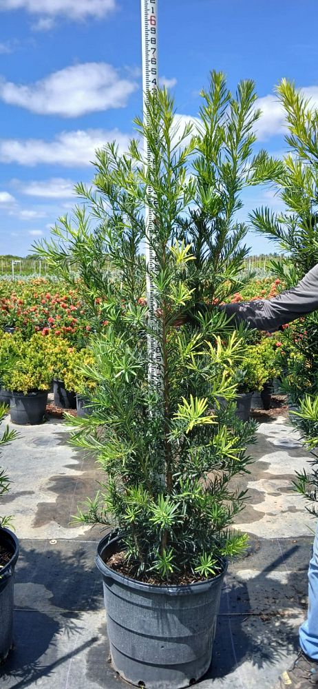 podocarpus-macrophyllus-maki-japanese-yew