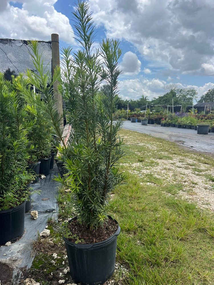 podocarpus-macrophyllus-maki-japanese-yew