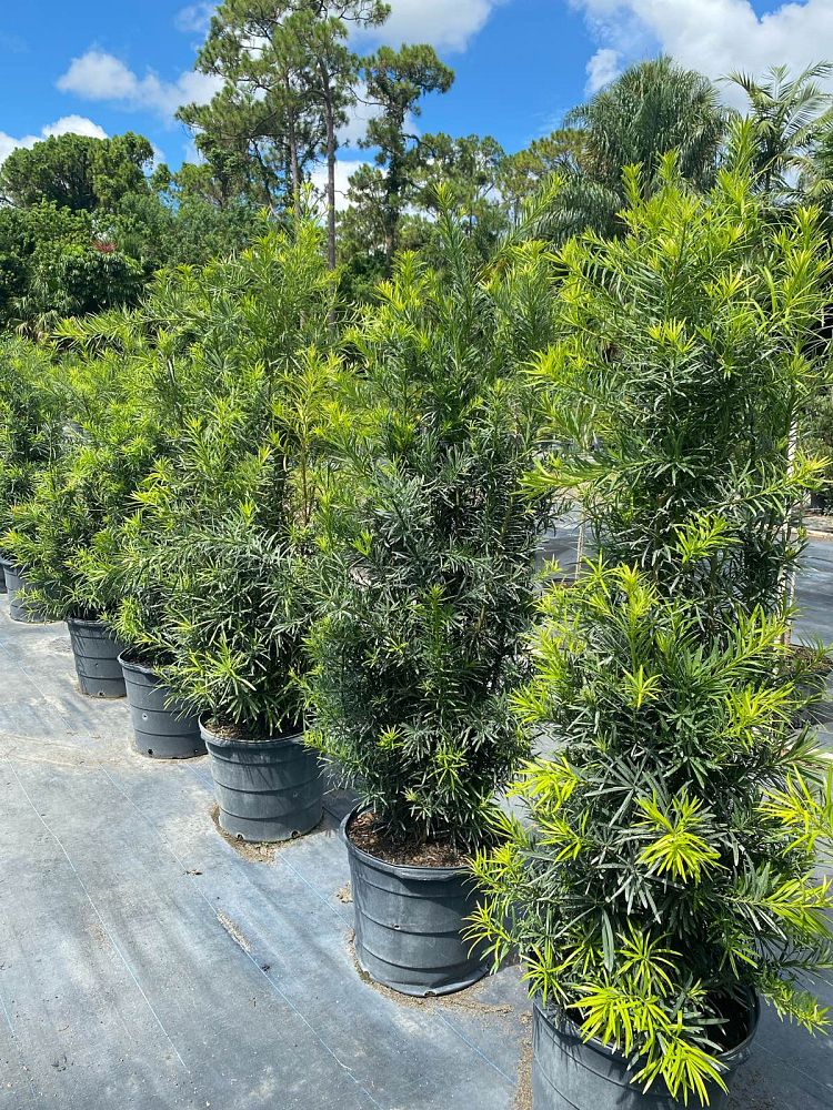 podocarpus-macrophyllus-maki-japanese-yew