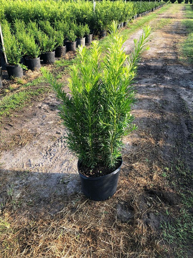 podocarpus-macrophyllus-maki-japanese-yew