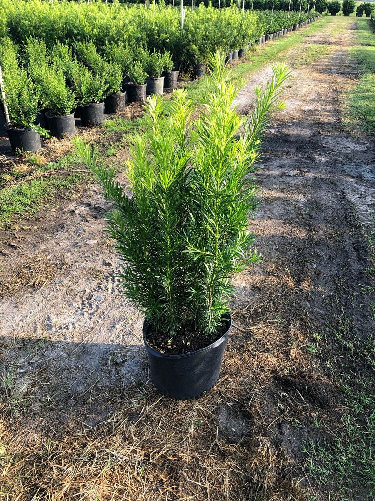 podocarpus-macrophyllus-maki-japanese-yew