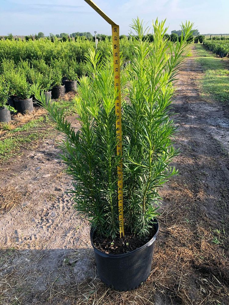 podocarpus-macrophyllus-maki-japanese-yew