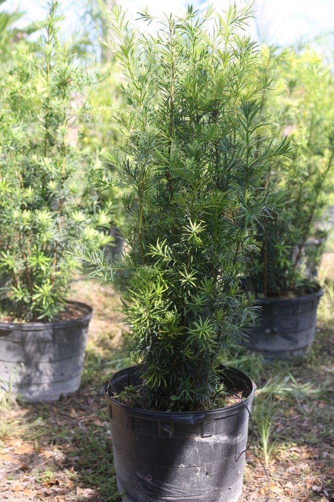 podocarpus-macrophyllus-maki-japanese-yew