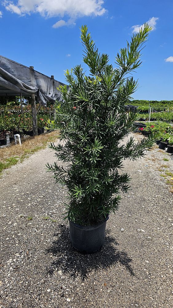 podocarpus-macrophyllus-maki-japanese-yew