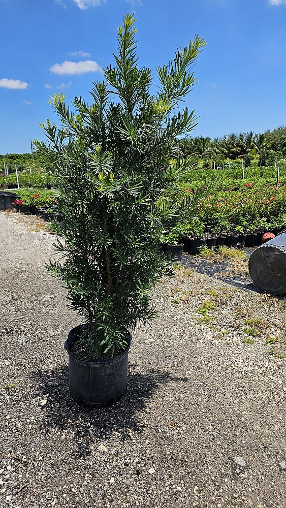 podocarpus-macrophyllus-maki-japanese-yew