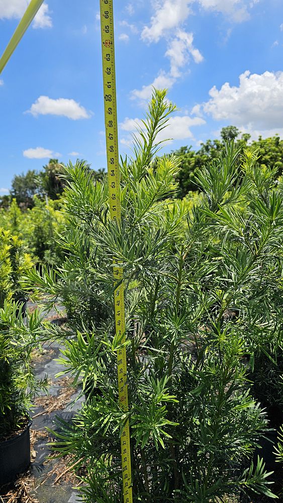 podocarpus-macrophyllus-maki-japanese-yew
