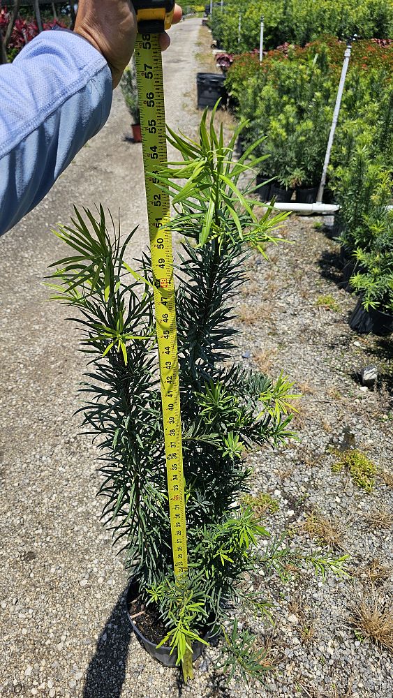 podocarpus-macrophyllus-maki-japanese-yew