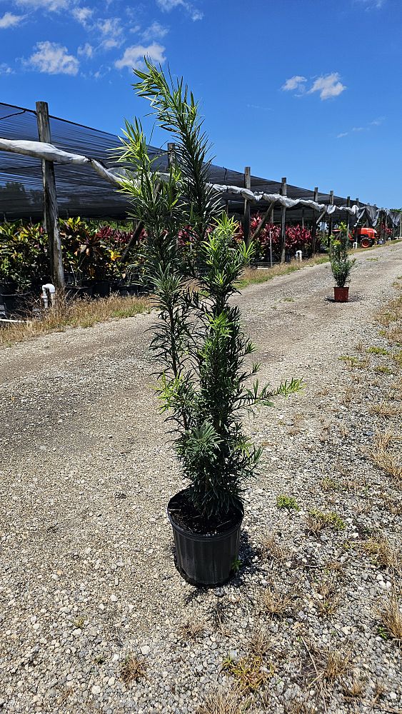 podocarpus-macrophyllus-maki-japanese-yew