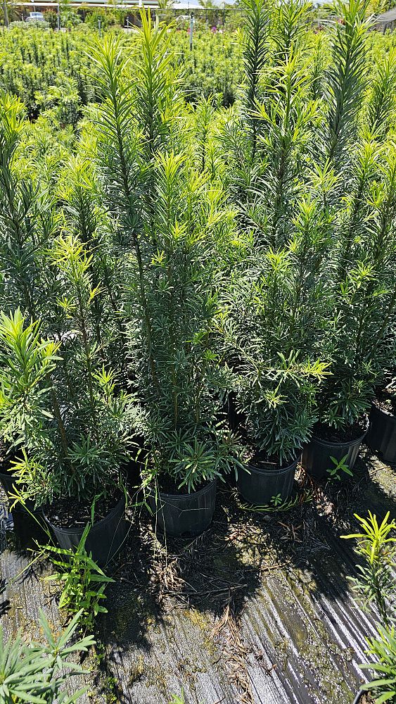 podocarpus-macrophyllus-maki-japanese-yew
