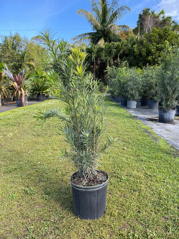 podocarpus-macrophyllus-maki-japanese-yew