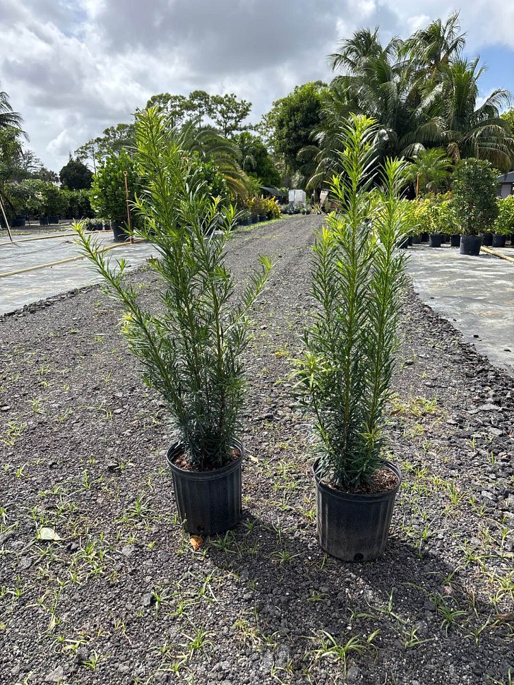 podocarpus-macrophyllus-maki-japanese-yew