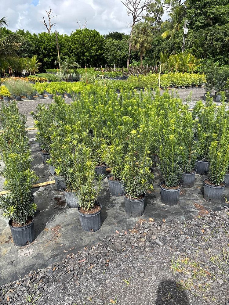 podocarpus-macrophyllus-maki-japanese-yew