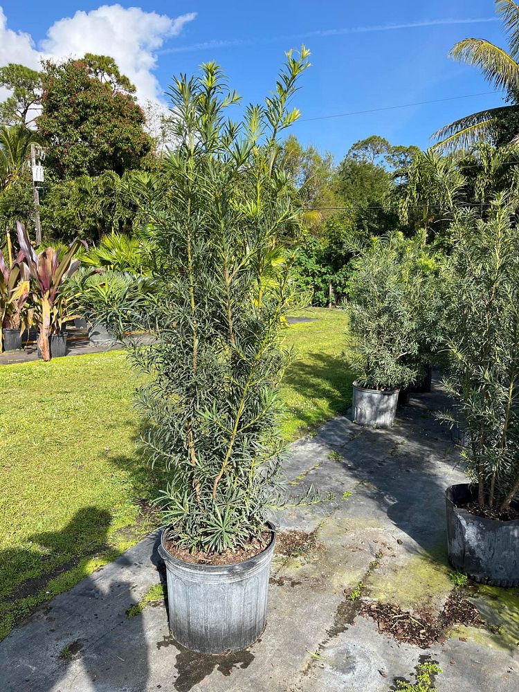 podocarpus-macrophyllus-maki-japanese-yew