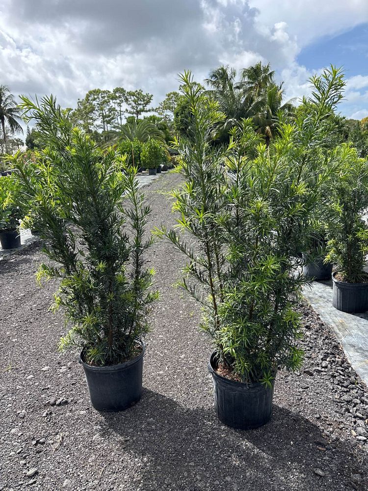 podocarpus-macrophyllus-maki-japanese-yew