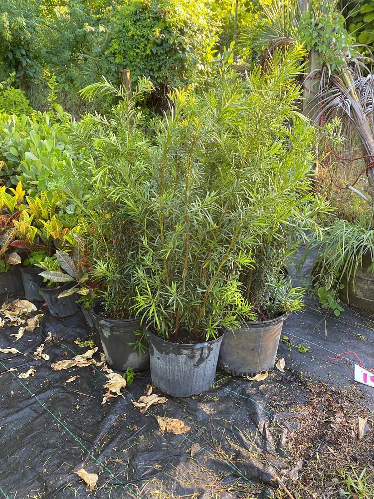 podocarpus-macrophyllus-maki-japanese-yew