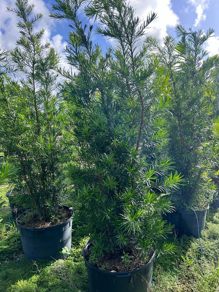 podocarpus-macrophyllus-maki-japanese-yew