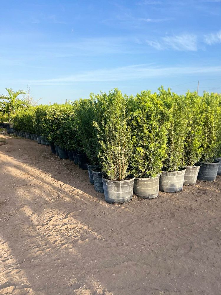 podocarpus-macrophyllus-maki-japanese-yew