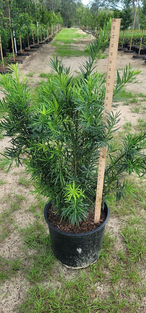 podocarpus-macrophyllus-maki-japanese-yew