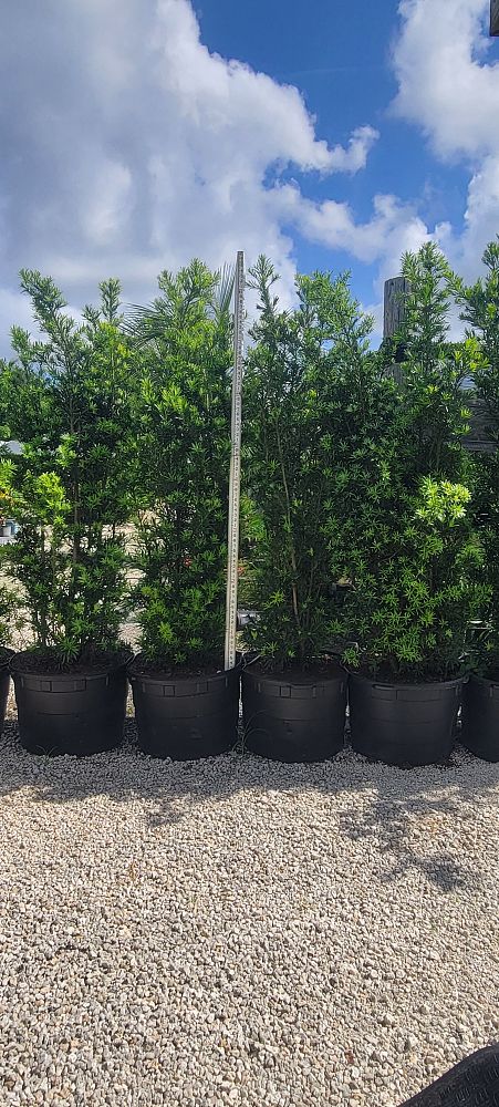 podocarpus-macrophyllus-maki-japanese-yew