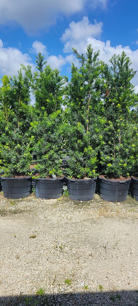 podocarpus-macrophyllus-maki-japanese-yew
