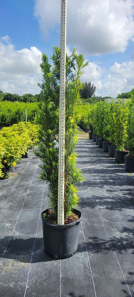 podocarpus-macrophyllus-maki-japanese-yew
