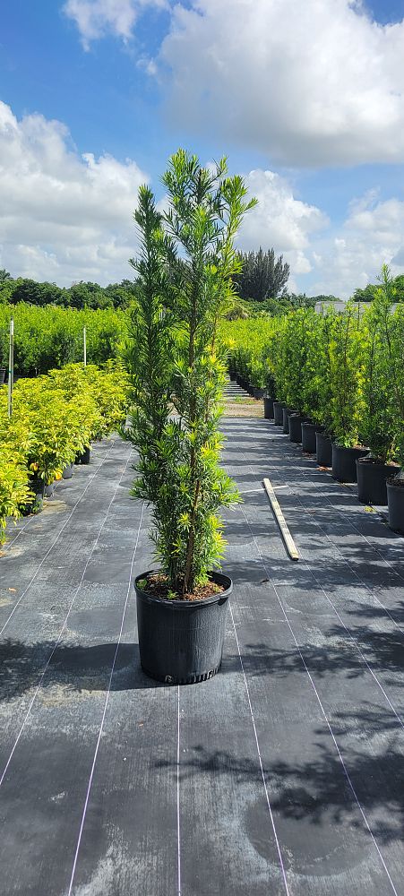 podocarpus-macrophyllus-maki-japanese-yew