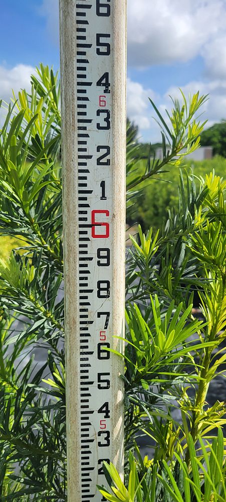 podocarpus-macrophyllus-maki-japanese-yew