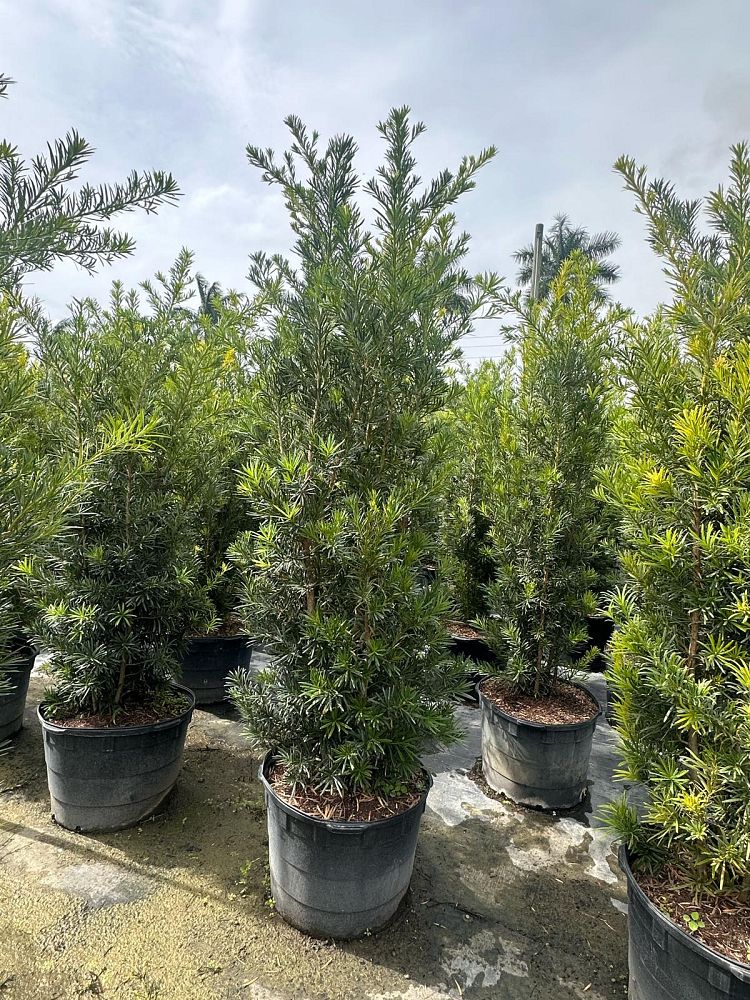 podocarpus-macrophyllus-maki-japanese-yew