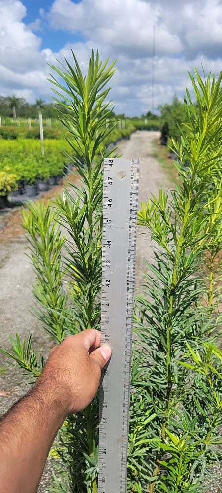 podocarpus-macrophyllus-maki-japanese-yew
