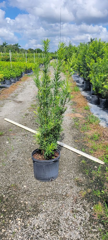 podocarpus-macrophyllus-maki-japanese-yew