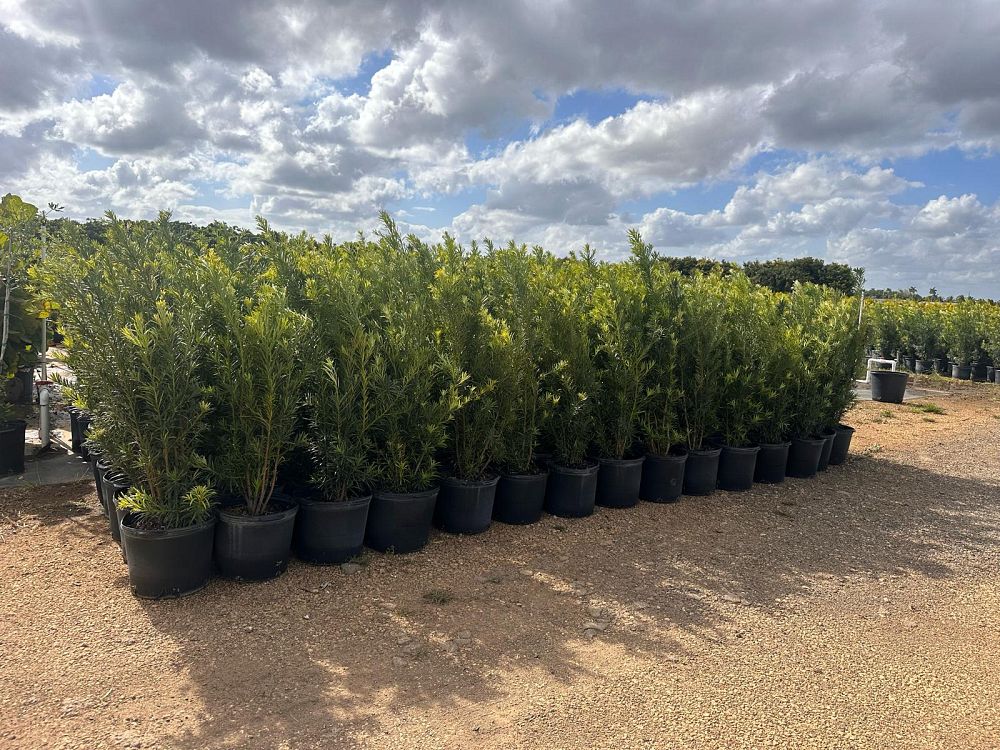 podocarpus-macrophyllus-maki-japanese-yew