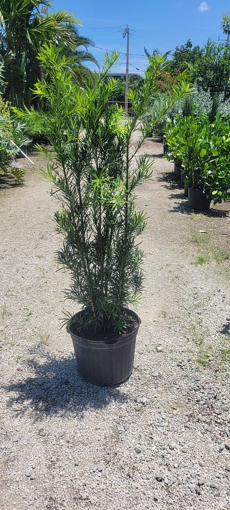 podocarpus-macrophyllus-maki-japanese-yew
