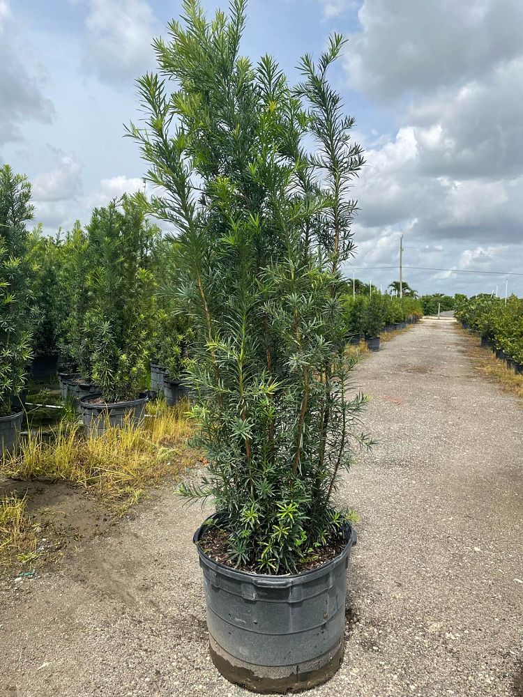 podocarpus-macrophyllus-maki-japanese-yew