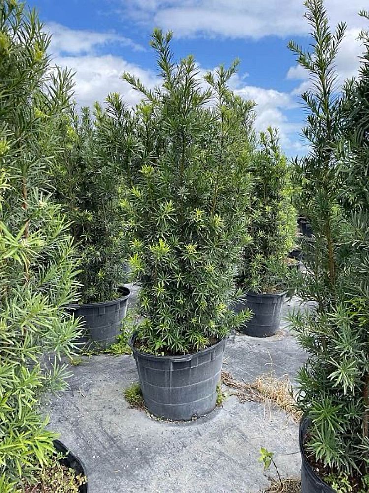 podocarpus-macrophyllus-maki-japanese-yew