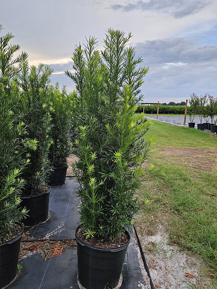 podocarpus-macrophyllus-maki-japanese-yew