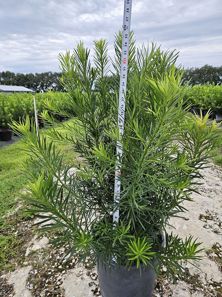 podocarpus-macrophyllus-maki-japanese-yew