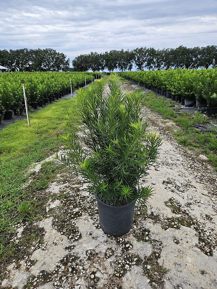 podocarpus-macrophyllus-maki-japanese-yew