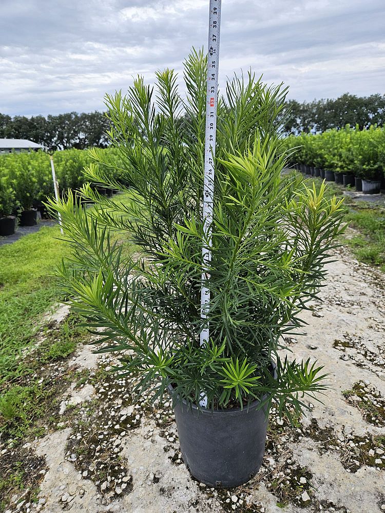 podocarpus-macrophyllus-maki-japanese-yew